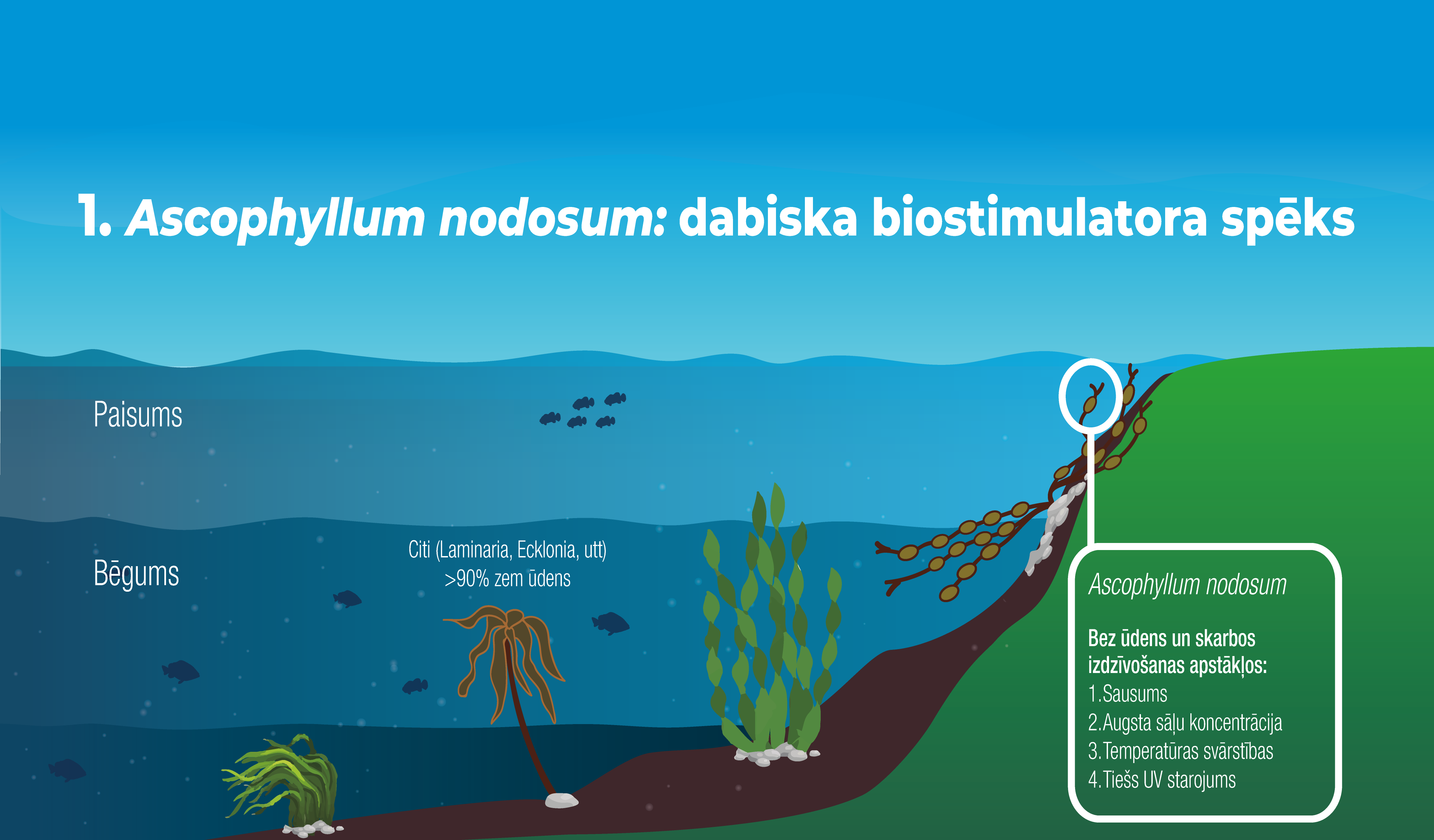 Ascophyllum nodosum: dabiska biostimulatora spēks