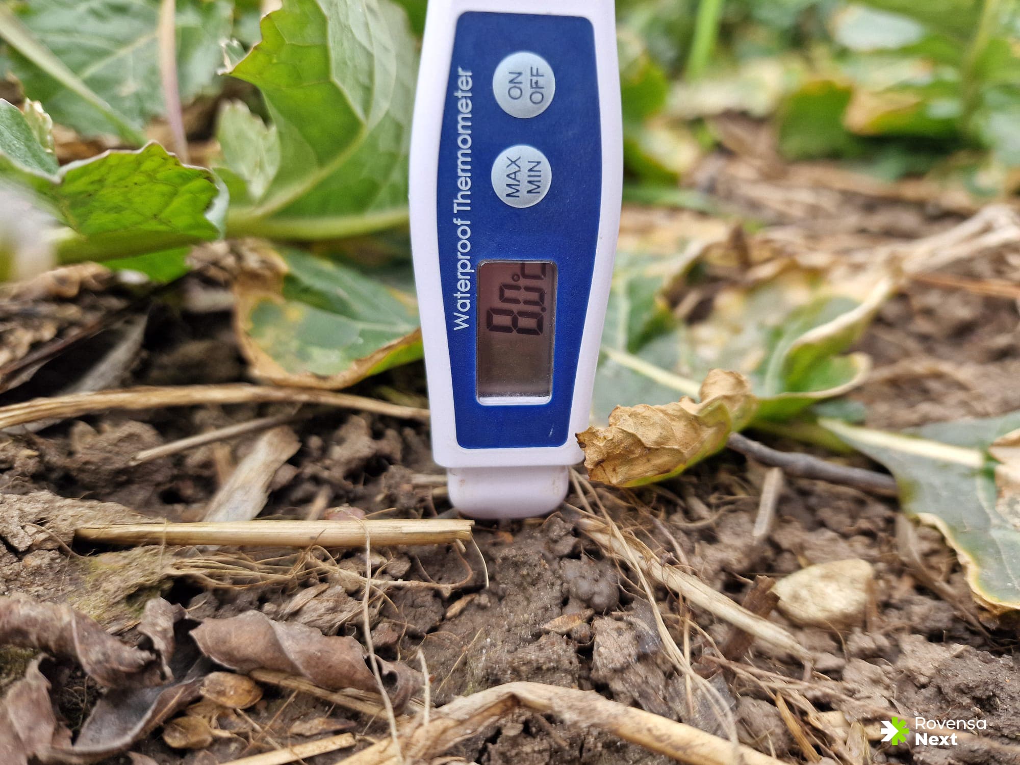 att. 3. Fosfora mēslošanas līdzekļu efektivitāte lielā mērā ir atkarīga no augsnes temperatūras