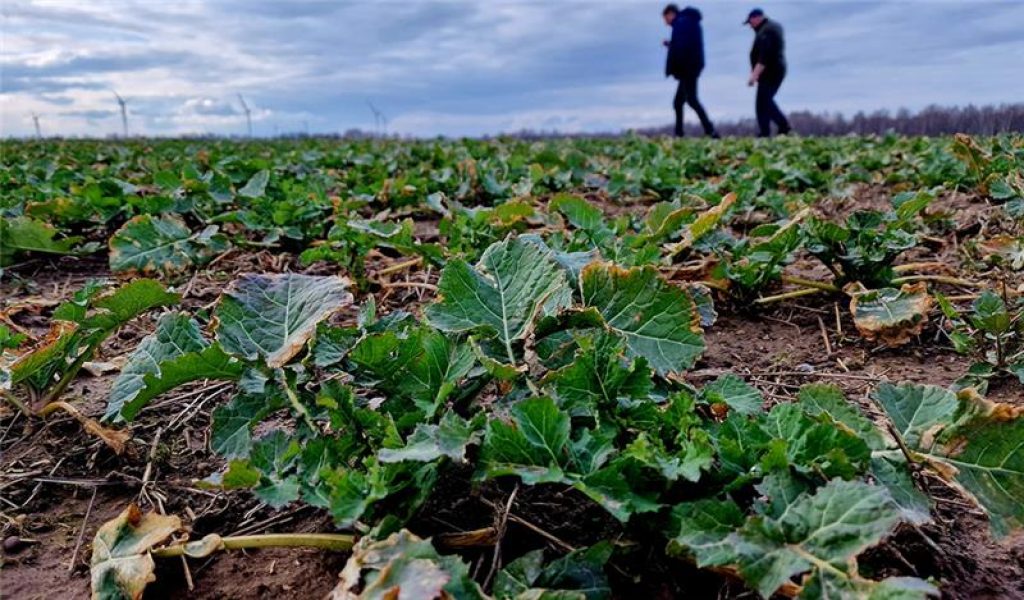 Fosfors lauksaimniecībā un tā nozīme augiem